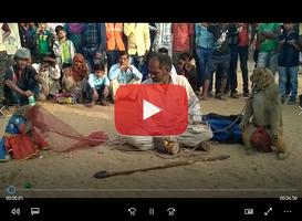 Video Topeng Monyet Lucu Lengkap Ekran Görüntüsü 2