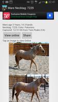 BLM Mustang Adoption Gallery capture d'écran 1