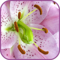 Beautiful Flower Free LWP