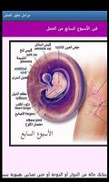 مراحل تطور الحمل تصوير الشاشة 3