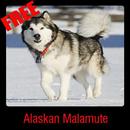 Alaskan Malamute APK