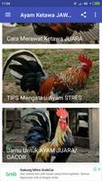 Ayam Ketawa JAWARA ภาพหน้าจอ 3