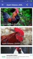 Ayam Ketawa JAWARA ภาพหน้าจอ 1