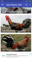 Ayam Ketawa JAWARA ภาพหน้าจอ 2