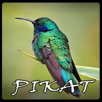 Kicau Burung Kolibri Pikat Ekran Görüntüsü 1