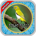 Kicau Burung Pleci Pikat 아이콘