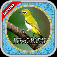 Kicau Burung Pleci Pikat 截图 2