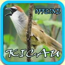 Kicau Cucak Wilis MASTER APK