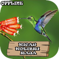 Kicau Kolibri Raja