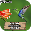 Kicau Kolibri Raja aplikacja