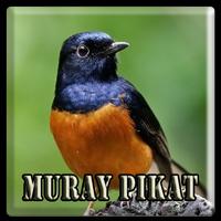 Kicau Pikat Burung Murai 截图 2