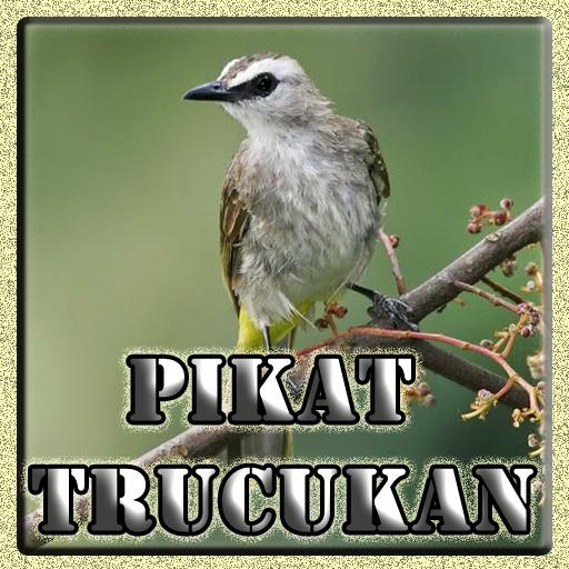 Kicau Pikat Burung Trucukan For Android Apk Download