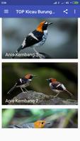 برنامه‌نما TOP Kicau Burung Anis عکس از صفحه