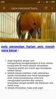 TOP Kicau Burung Anis imagem de tela 3