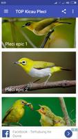 TOP Kicau Pleci 截图 1