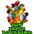 TOP Isian Lovebird