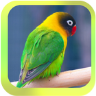 Sound of Lovebird أيقونة