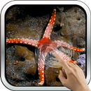 APK Sea Star HD Wallpaper