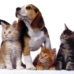 Puppy and Kitten Jigsaw Puzzle