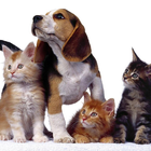Puppy and Kitten Jigsaw Puzzle icône