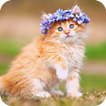 Cute Cats Wallpapers