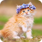 Cute Cats Wallpapers آئیکن