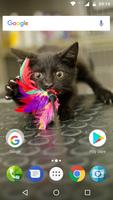 Cute Cats Wallpapers Affiche