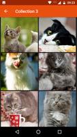 Cute Cats Wallpapers スクリーンショット 1