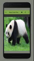 Cute Panda Wallpaper screenshot 3