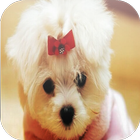 Cute Puppy Wallpaper icono