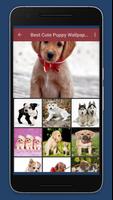 Cute Puppy Wallpaper captura de pantalla 2