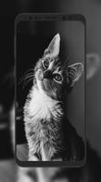 Cat Wallpaper HD 스크린샷 3