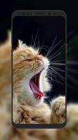 Cat Wallpaper HD screenshot 1