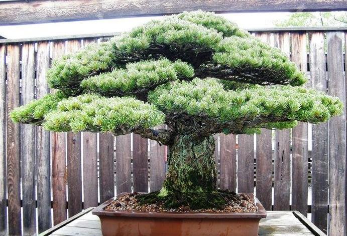 Best Bonsai Trees For Android Apk Download