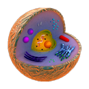 Цитология. Белки. APK