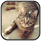 Cat Sounds: Kittens & Cats icône