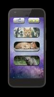 Cat Sounds: Kittens & Cats Affiche