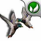 Real Duck Hunter !! icône