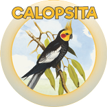 CALOPSITA