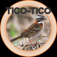 TICO - TICO পোস্টার