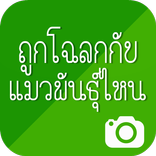 ถูกโฉลกกับแมวพันธุ์ไหน