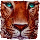 Beautiful tiger icon