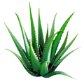 Aloe Vera Shop & Join