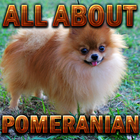 ALL About POMERANIAN Pet ícone