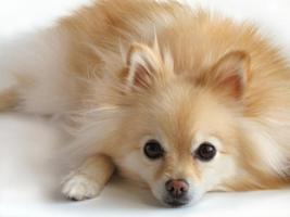 ALL About POMERANIAN Pet poster