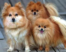 ALL About POMERANIAN Pet imagem de tela 2