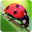 Coccinella Turbo APK