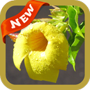 Allamanda Wallpaper APK