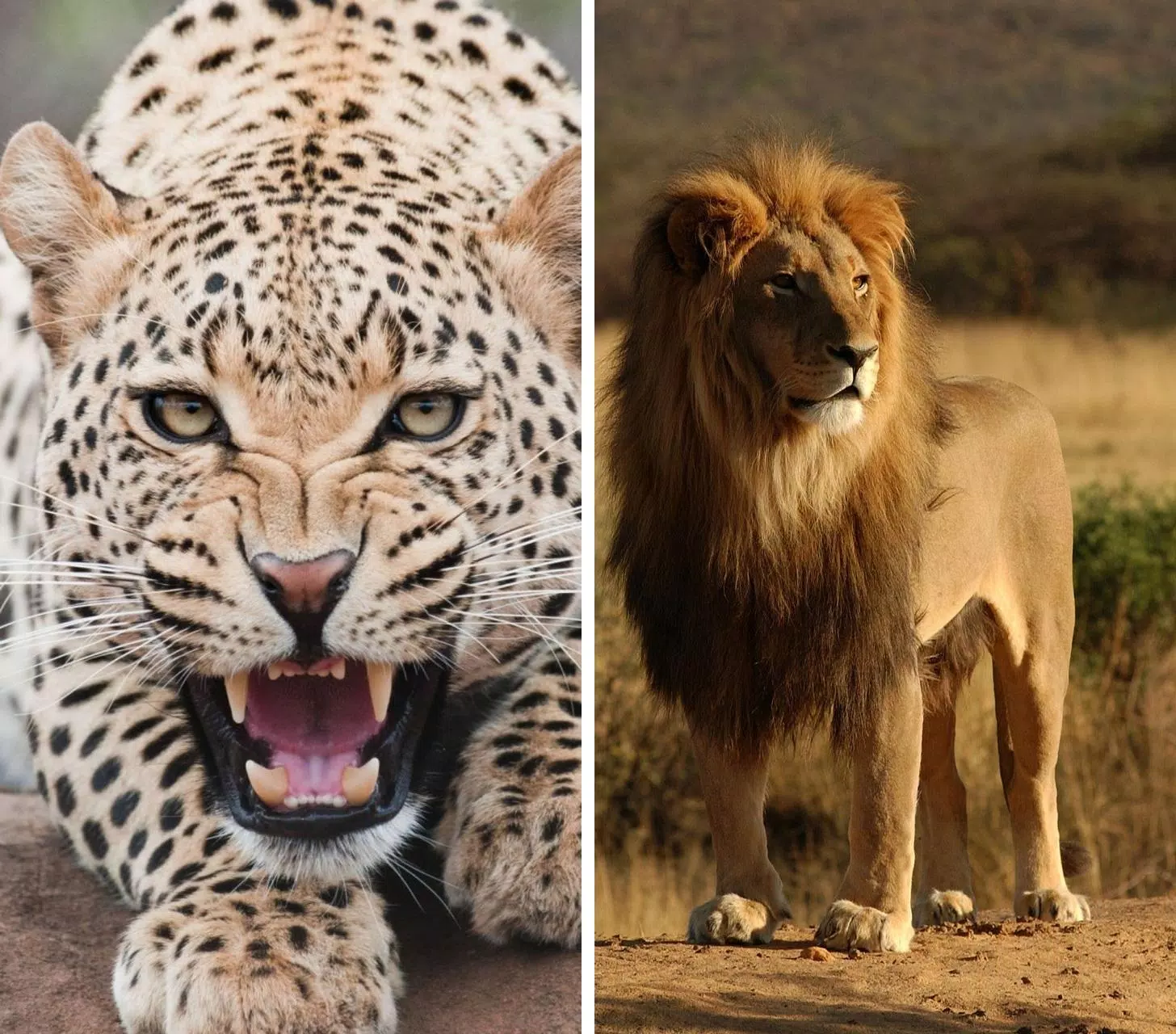 All Animals Wallpapers HD APK voor Android Download All Animals Wallpapers HD APK voor Android Download