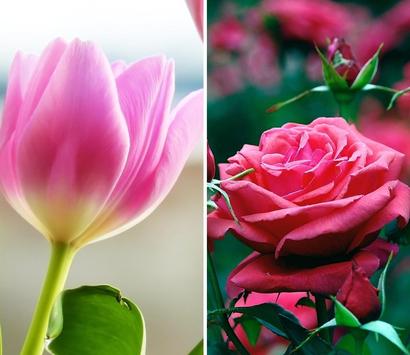 all flowers wallpaper hd apk download free photography app for